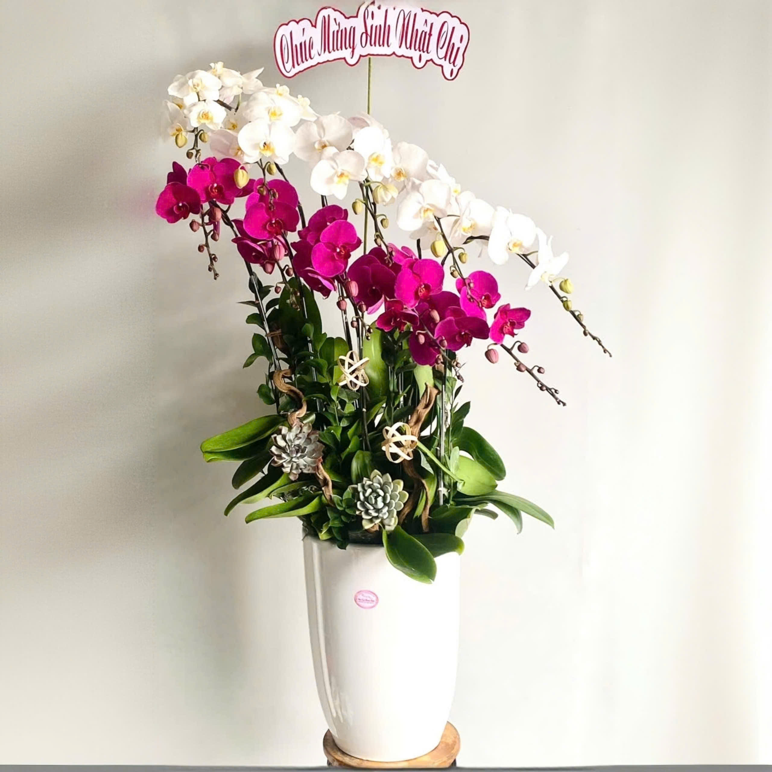 Lan hồ điệp mix 2 màu trắng tím hiện đại - LF124
